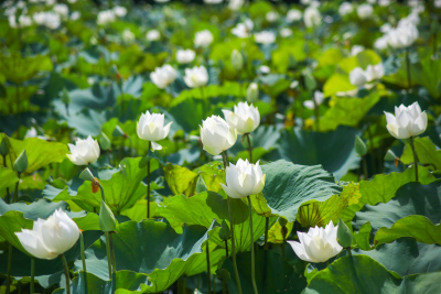 Đạo Phật cho thế hệ thứ năm