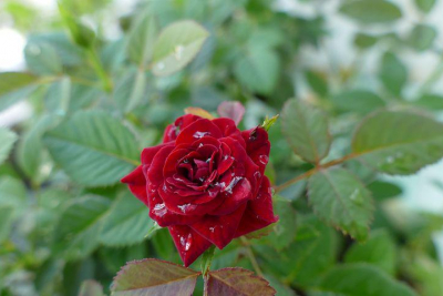 Cảm Niệm Công Ơn Cha Mẹ Vu Lan 2022