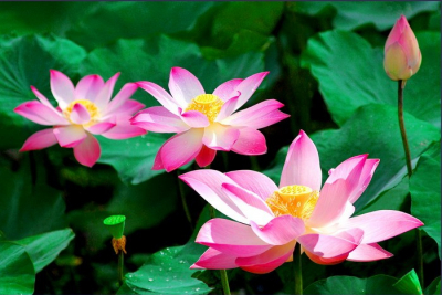 TRƯỜNG CAO ĐẲNG PHẬT GIÁO THỰC DỤNG