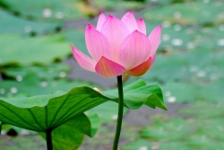 Mùa xuân, tuổi trẻ và Đạo Phật