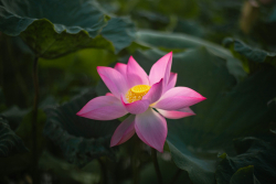 Thăng Hoa Cuộc Đời Kỳ 124: Ba Pháp Môn Vi Diệu